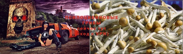 прущие грибы Верхний Тагил